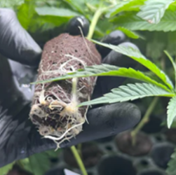 How can you get started with your cannabis business?