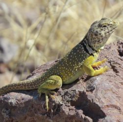 Reptile, lizard, wildlife — London Erotic Massage Offers a Luxurious Escape from Daily Stress