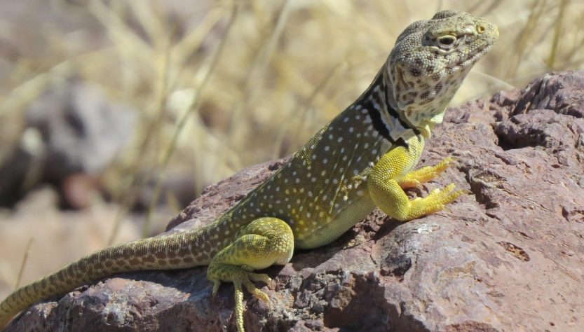 Reptile, lizard, wildlife — London Erotic Massage Offers a Luxurious Escape from Daily Stress