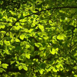 Leaves, foliage, tree — Where to measure body changes accurately ?