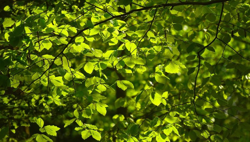 Leaves, foliage, tree — Where to measure body changes accurately ?