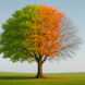 A tree displaying a gradient of fall colors on one side and bare branches on the other, set against a clear sky and gree